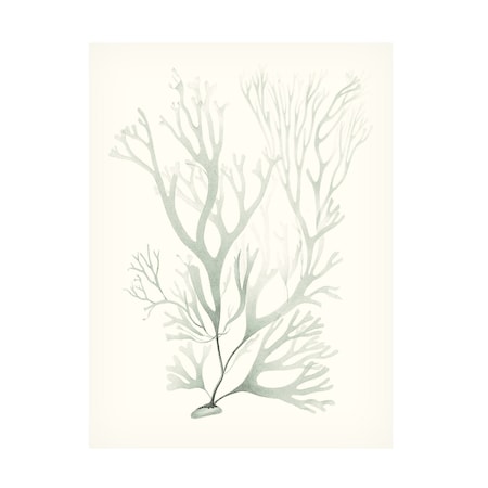 Vision Studio 'Sage Green Seaweed V' Canvas Art, 14x19